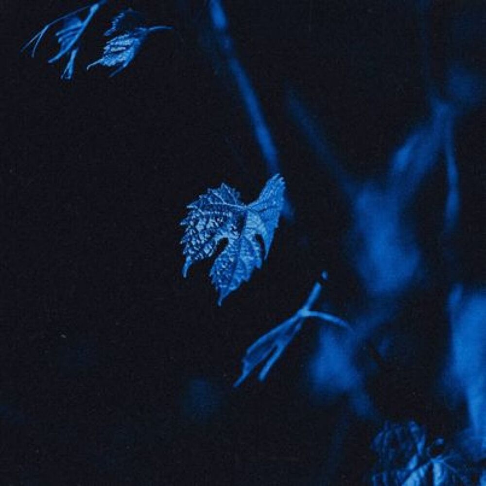 Picture of lost in a dream
