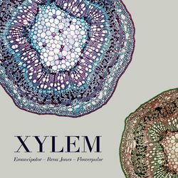 Cover of Xylem