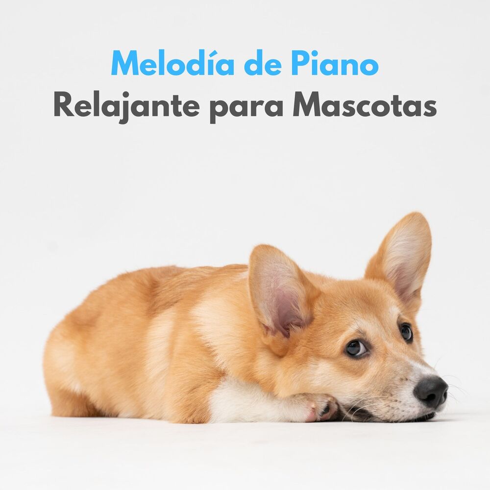 Picture of Melodía De Piano Relajante Para Mascotas