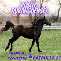 Cover of Pasito Duranguense!