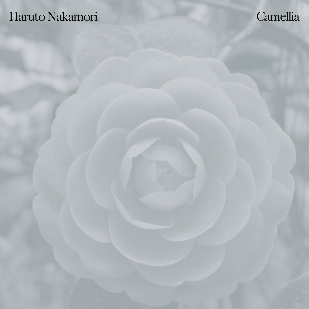 Album cover of Camellia