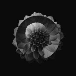 Cover of Solo