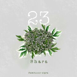 Cover of 23
