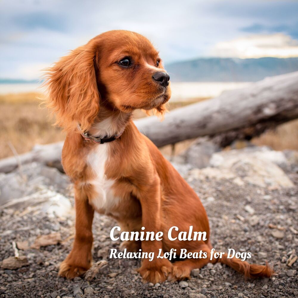 Picture of Canine Calm: Relaxing Lofi Beats for Dogs