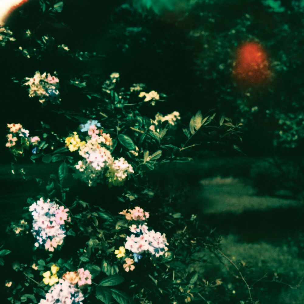 Picture of fields of forever