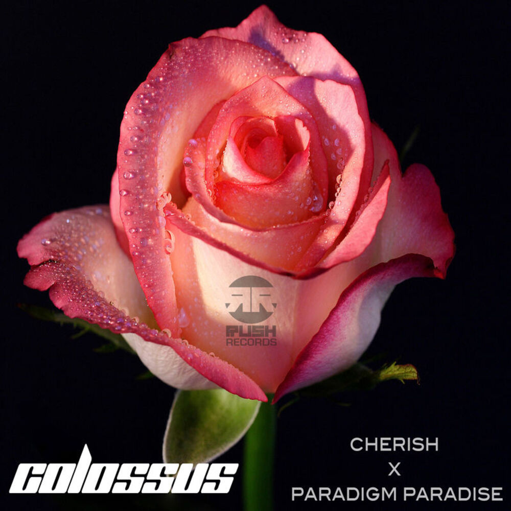 Picture of Cherish / Paradigm Paradise