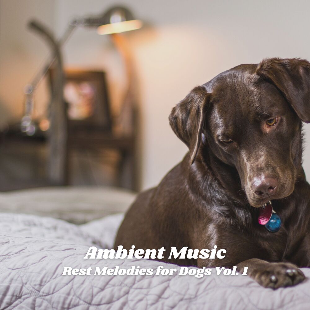 Picture of Ambient Music: Rest Melodies for Dogs Vol. 1