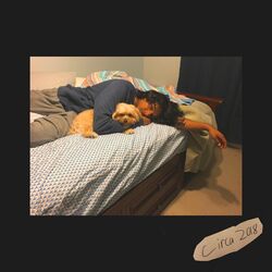 Cover of Phony