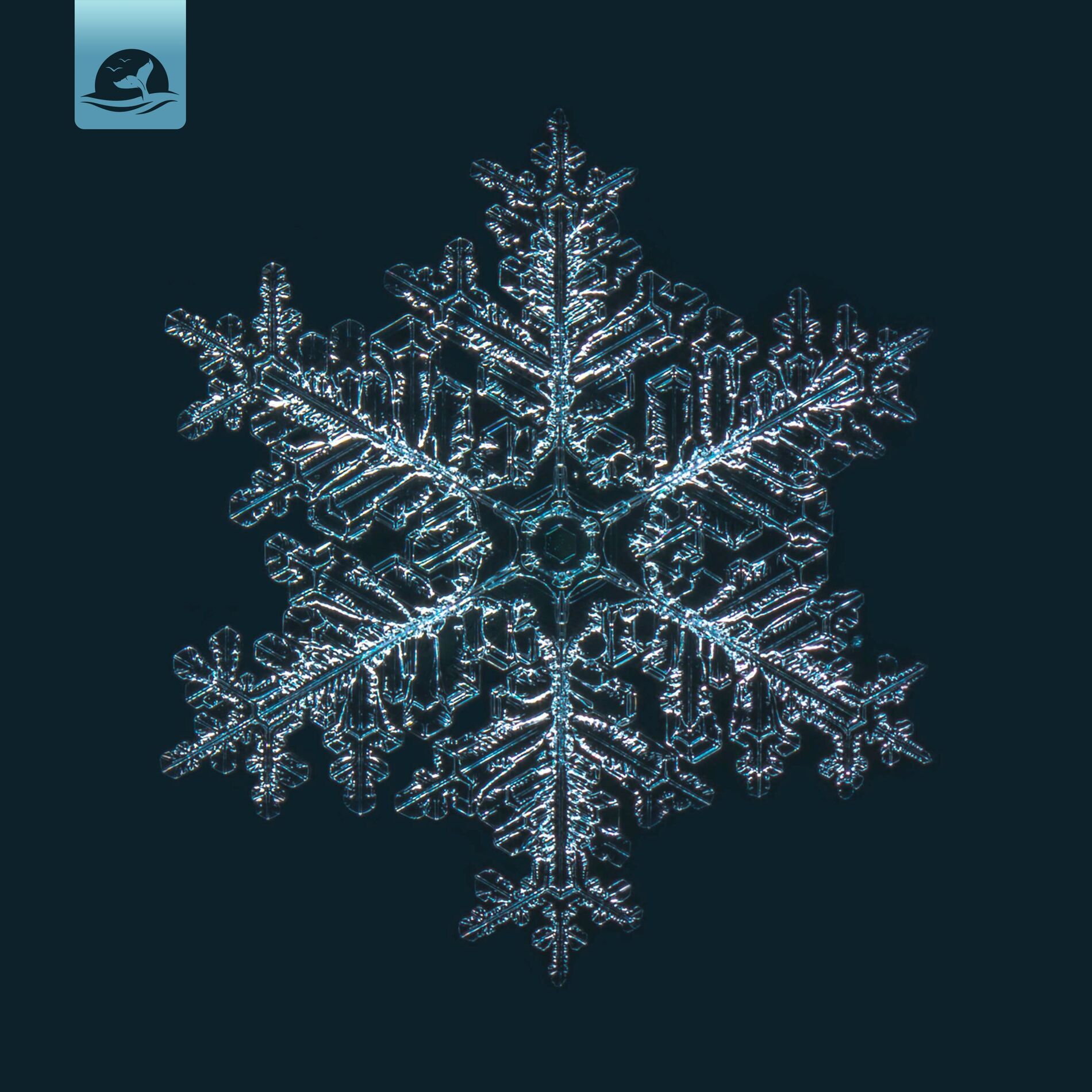 Album cover of Snowflake