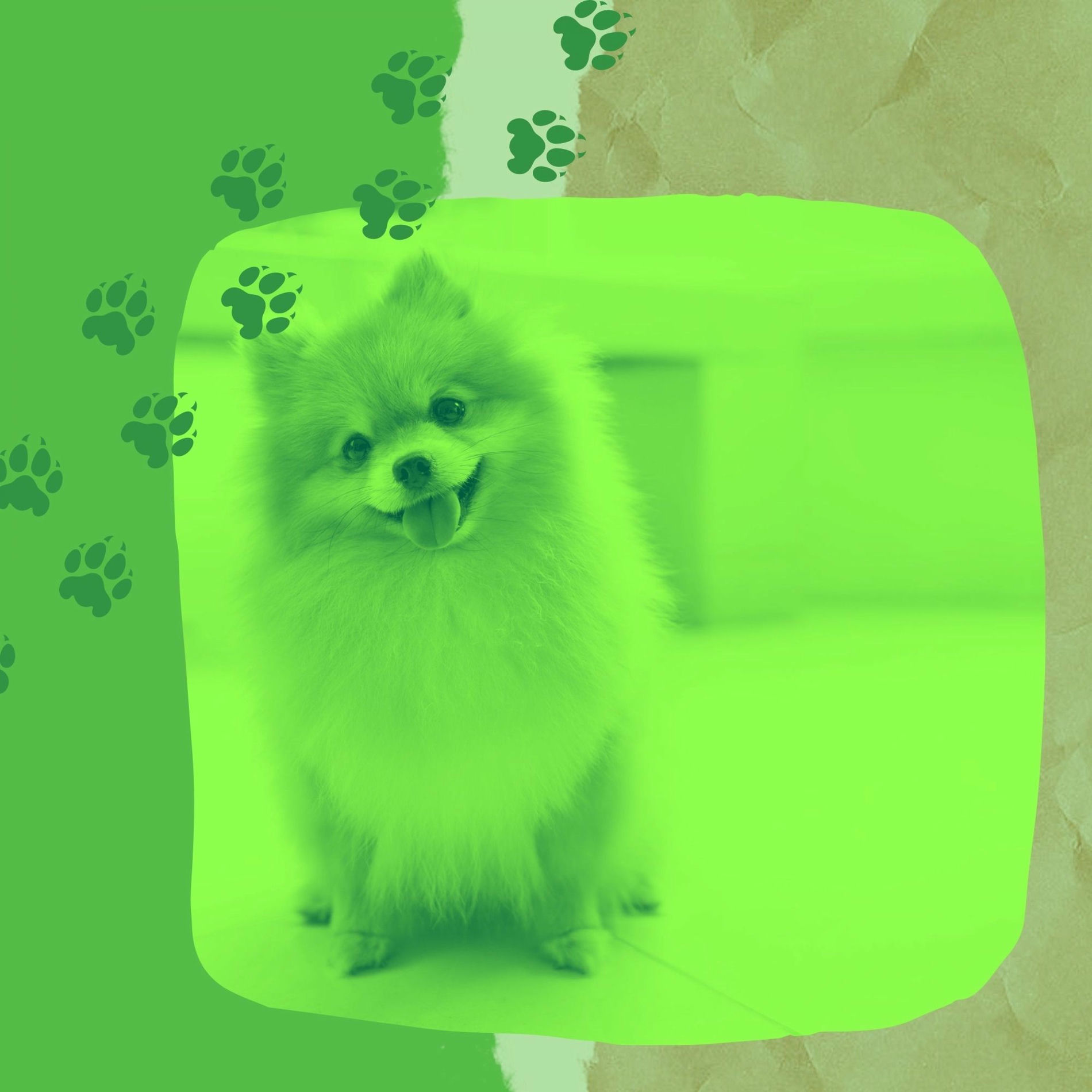 Album cover of Music for Relaxing Your Dog - Bossanova