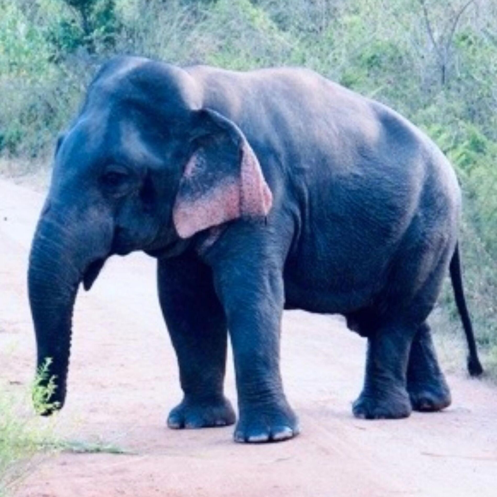Album cover of Dwarf Elephant