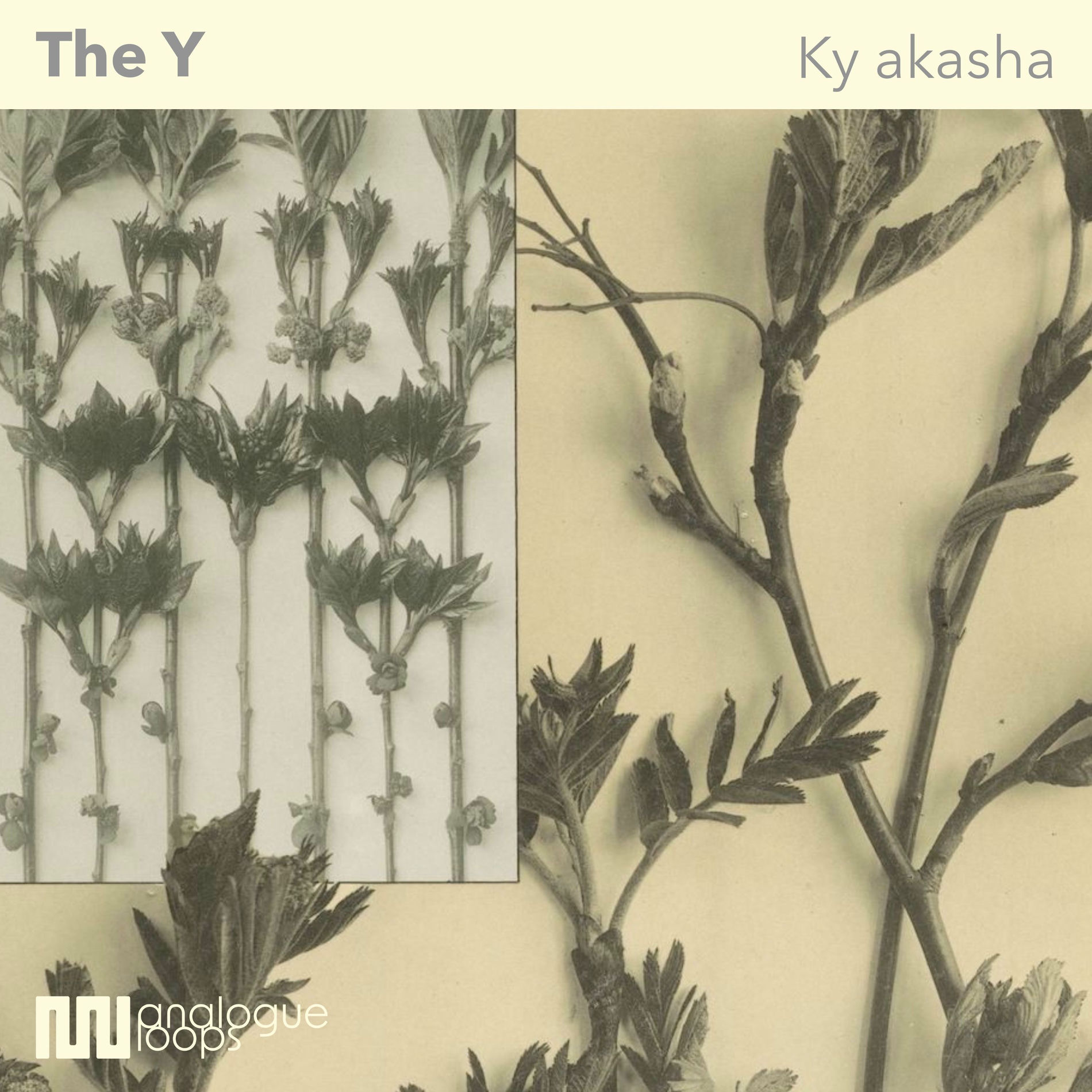 Album cover of The Y