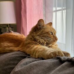 Cover of Kermit the Cat Purring