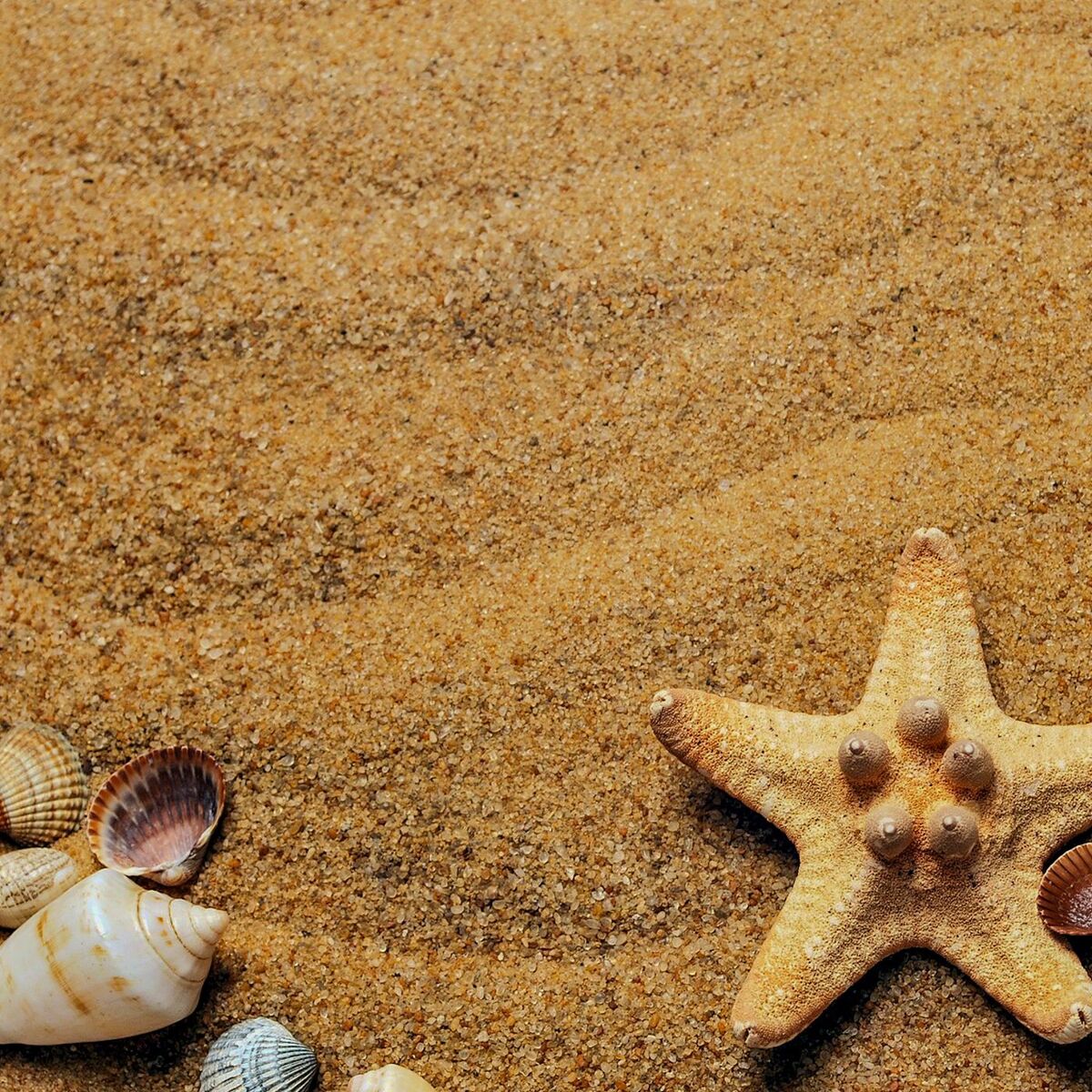 Album cover of 1 Coastal Night: Starfish And Seashells