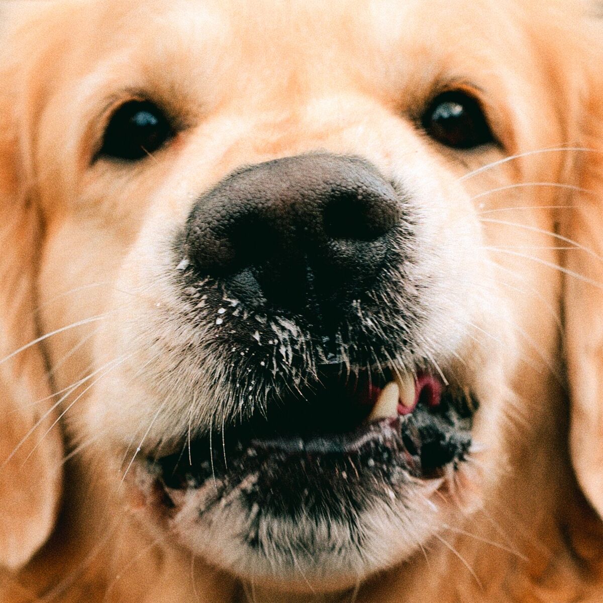 Album cover of Goldie