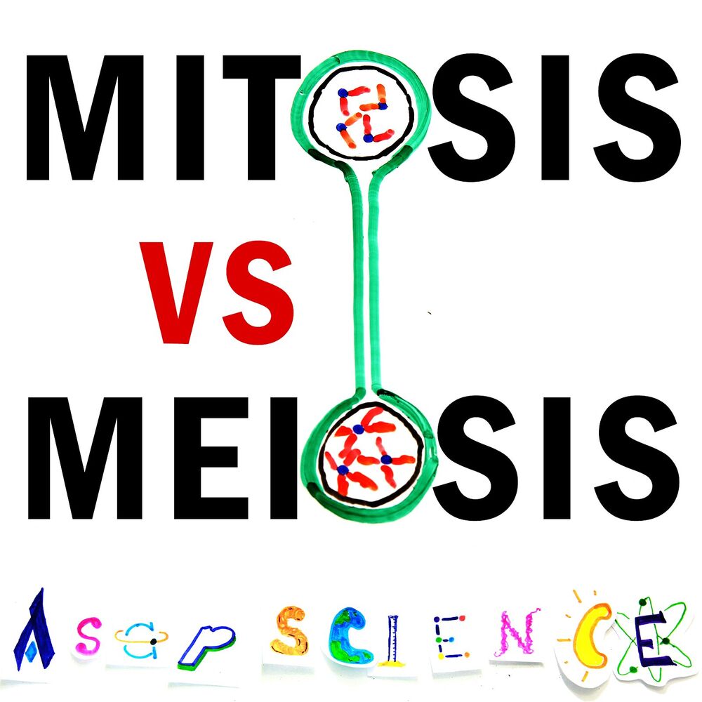 Picture of Mitosis vs Meiosis Rap Battle