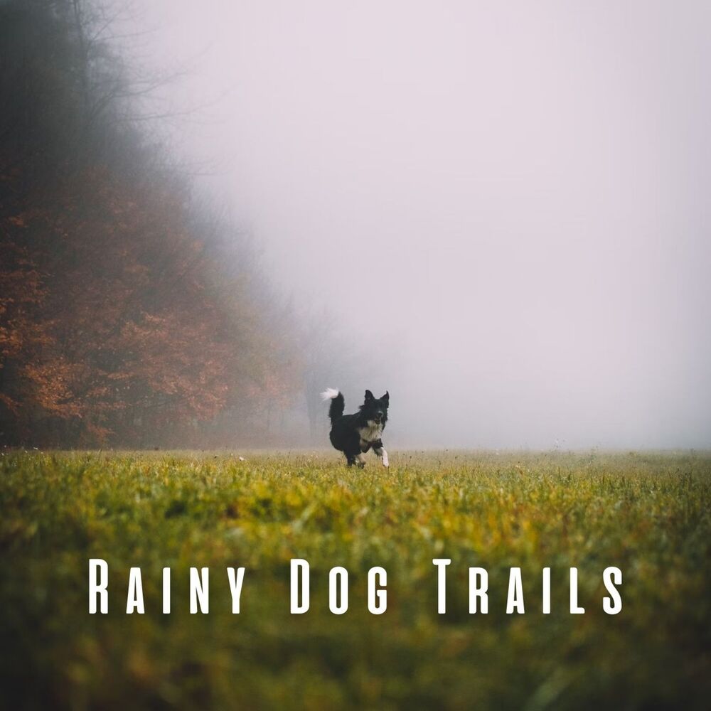 Picture of Rainy Dog Trails: Nature's Insect Harmony with Chill Music