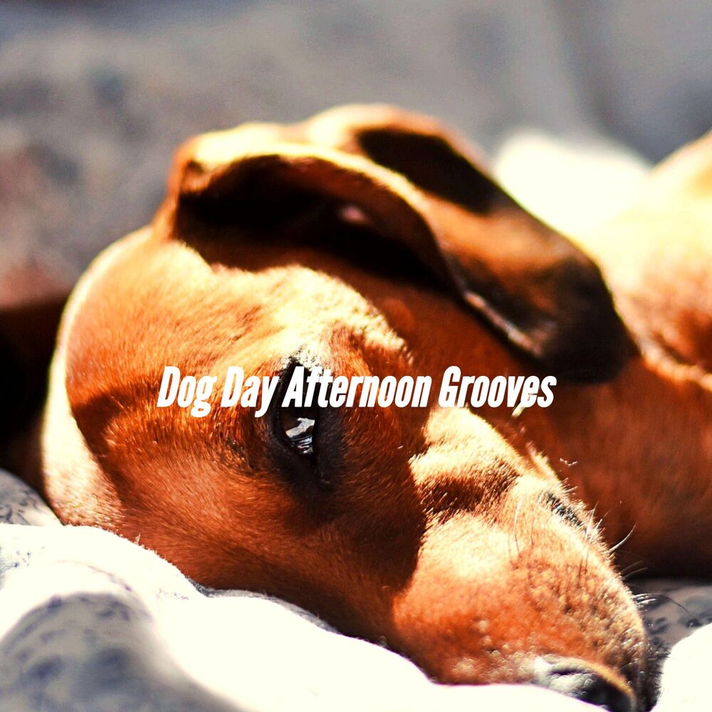Picture of Dog Day Afternoon Grooves