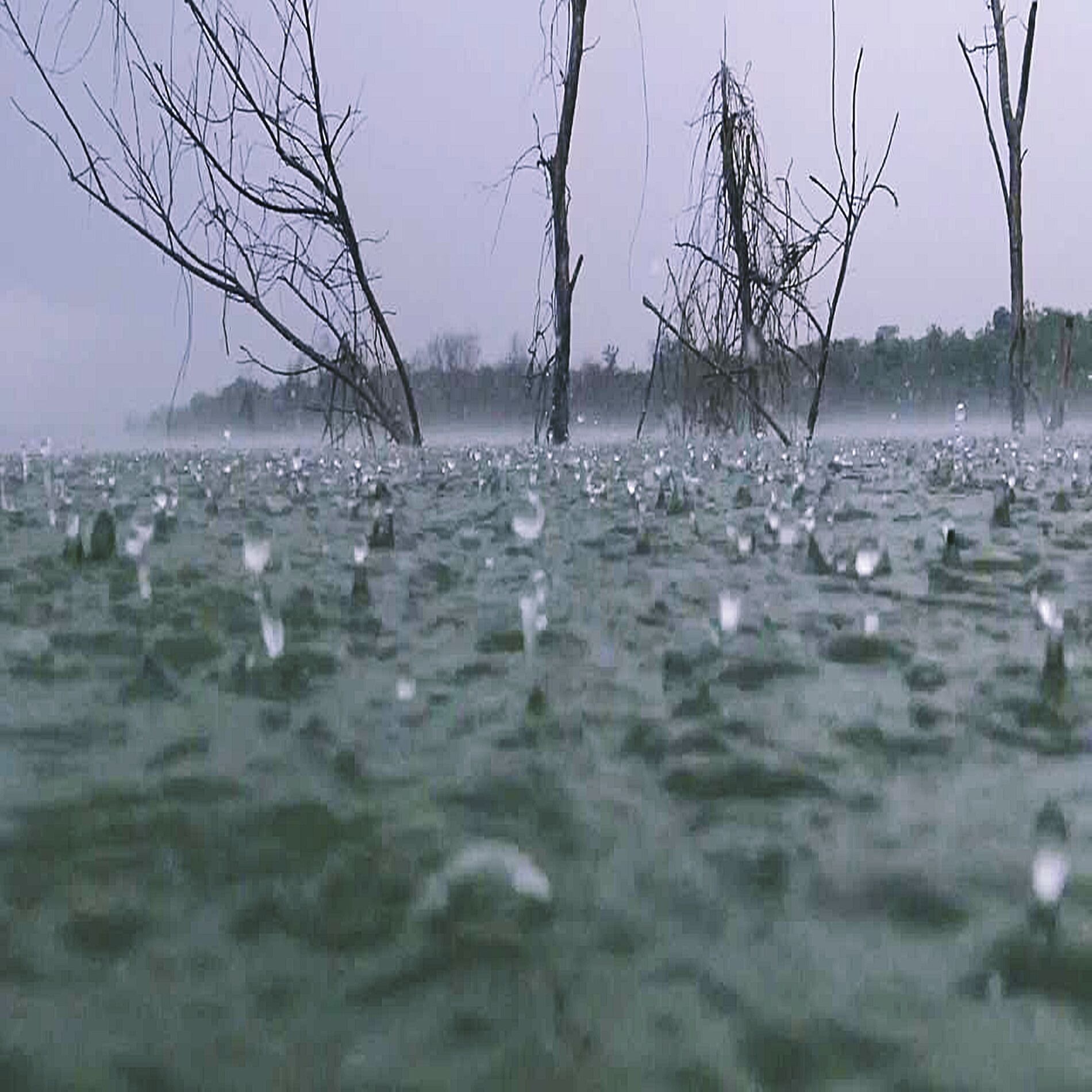 Album cover of Som De Chuva Na Lagoa Sapos E Grilos Som De Chuva Na Lagoa Sapos E Grilo
