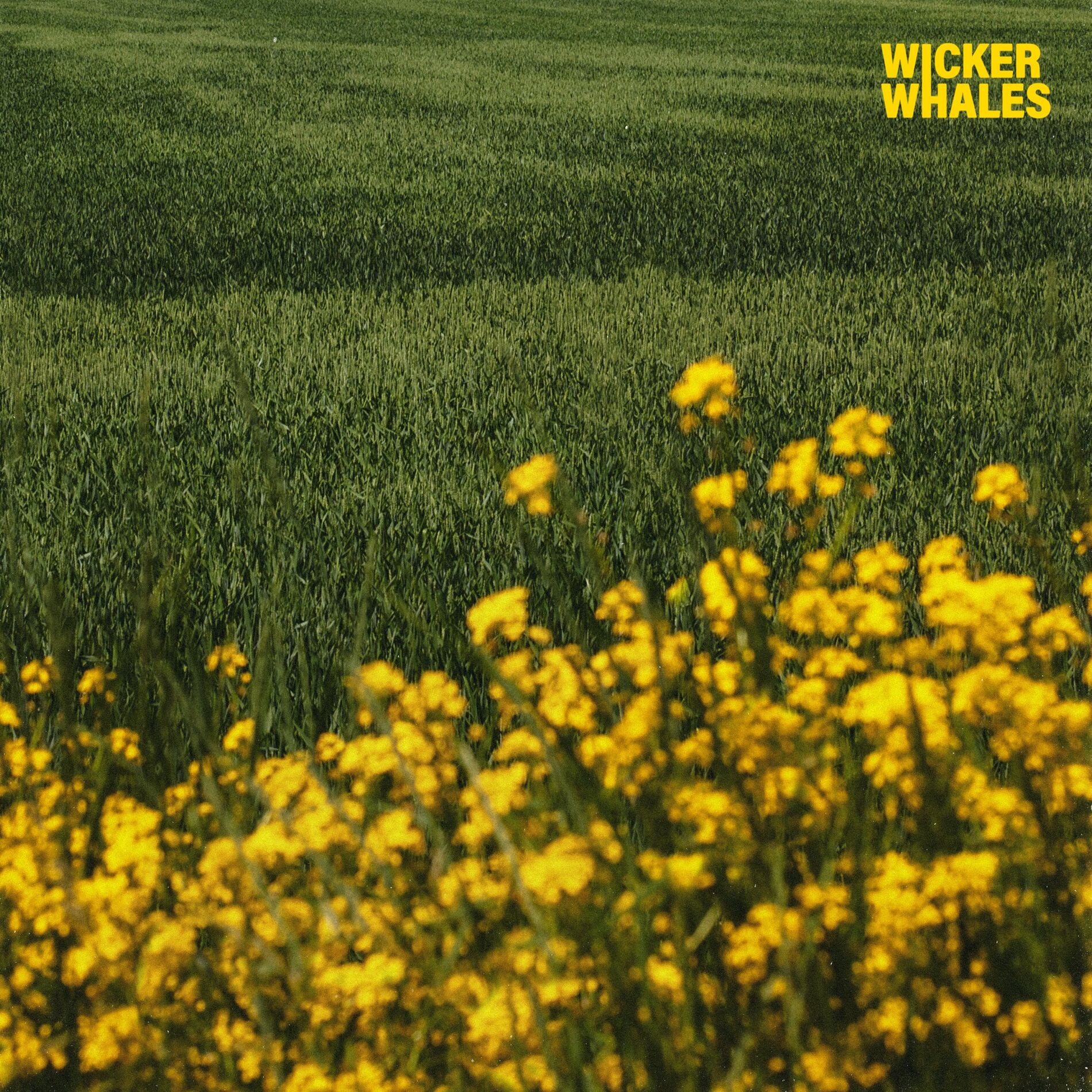 Album cover of Haley