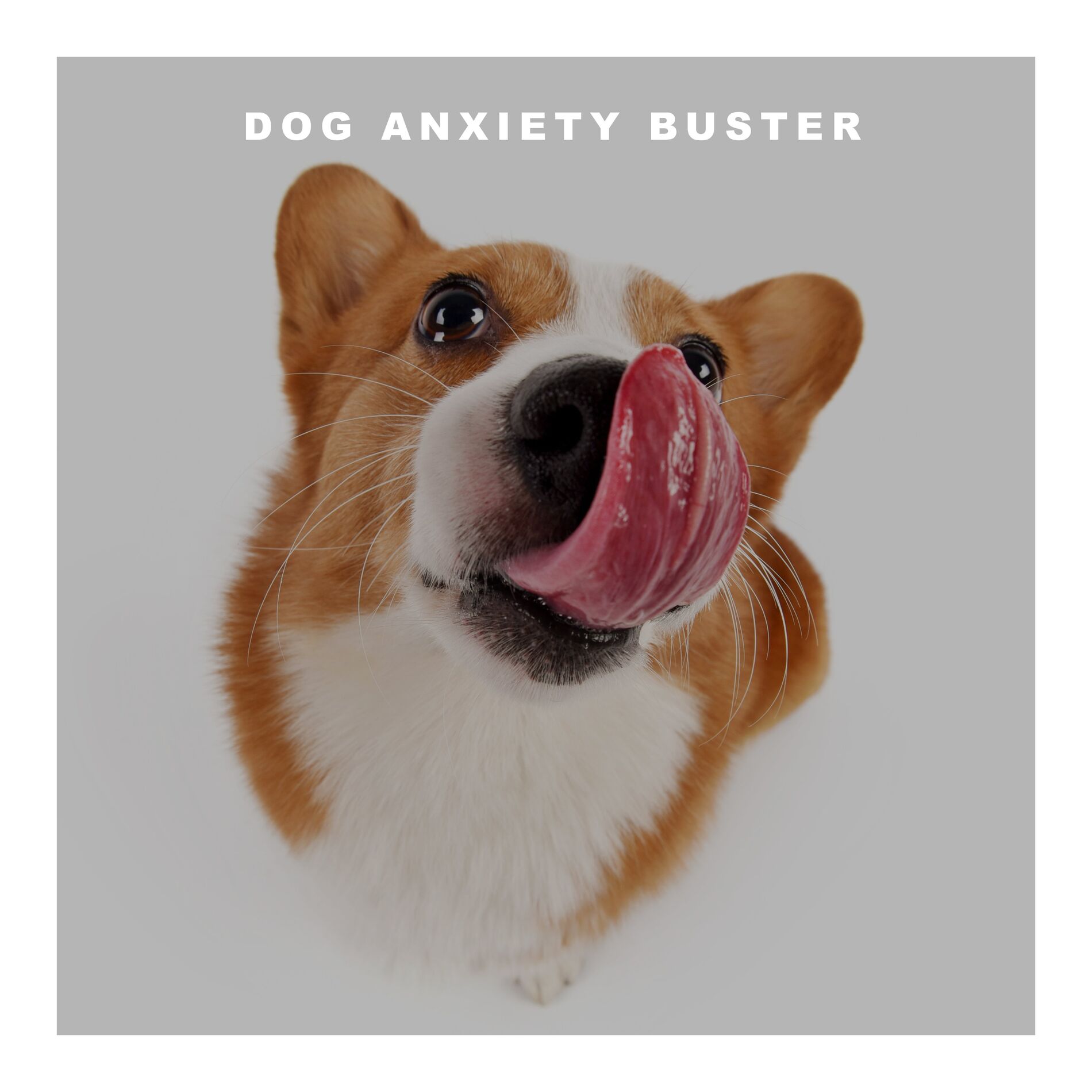 Album cover of Dog's Wellbeing Song