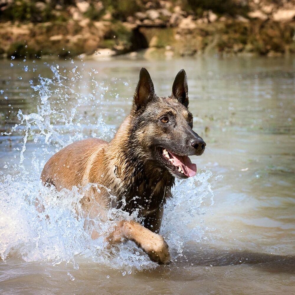 Picture of Pet Paradise: Music by the Waterfall