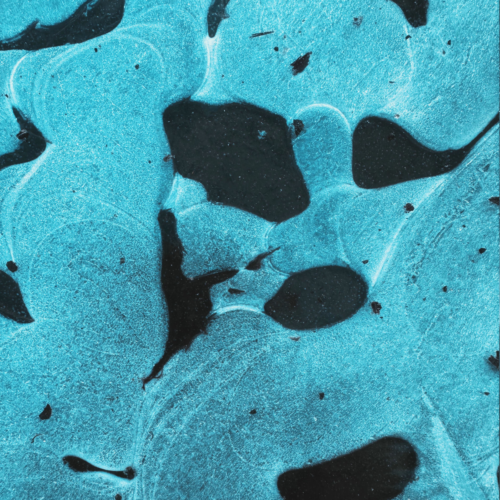 Album cover of Year of the Snake