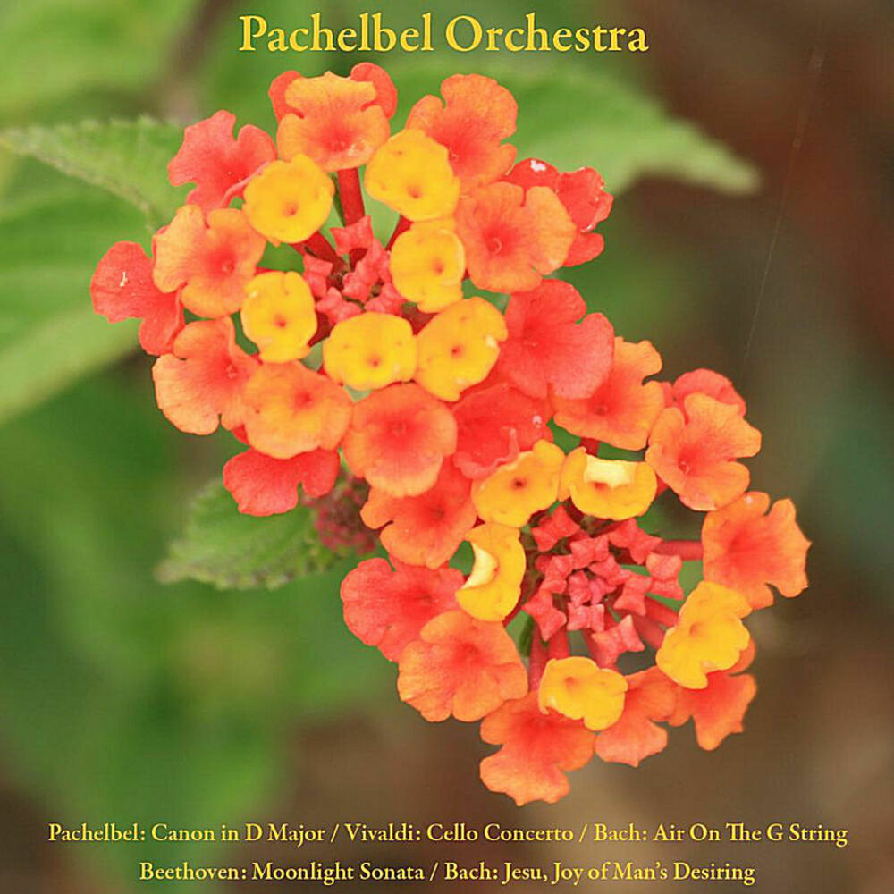 Picture of Pachelbel: Canon / Vivaldi: Cello Concerto / Bach: Air On The G String / Beethoven: Moonlight Sonata / Bach: Jesu, Joy of Man's De