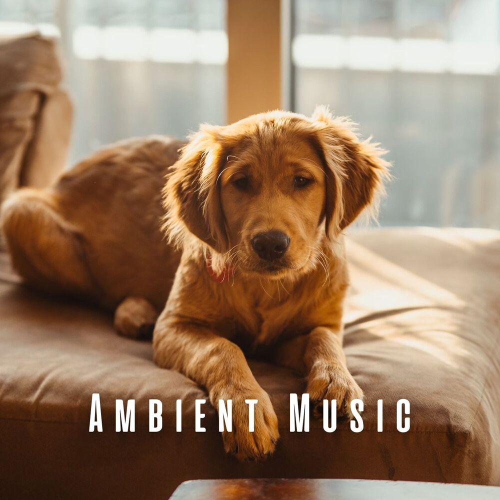 Picture of Ambient Music: Dogs' Afternoon Soothe