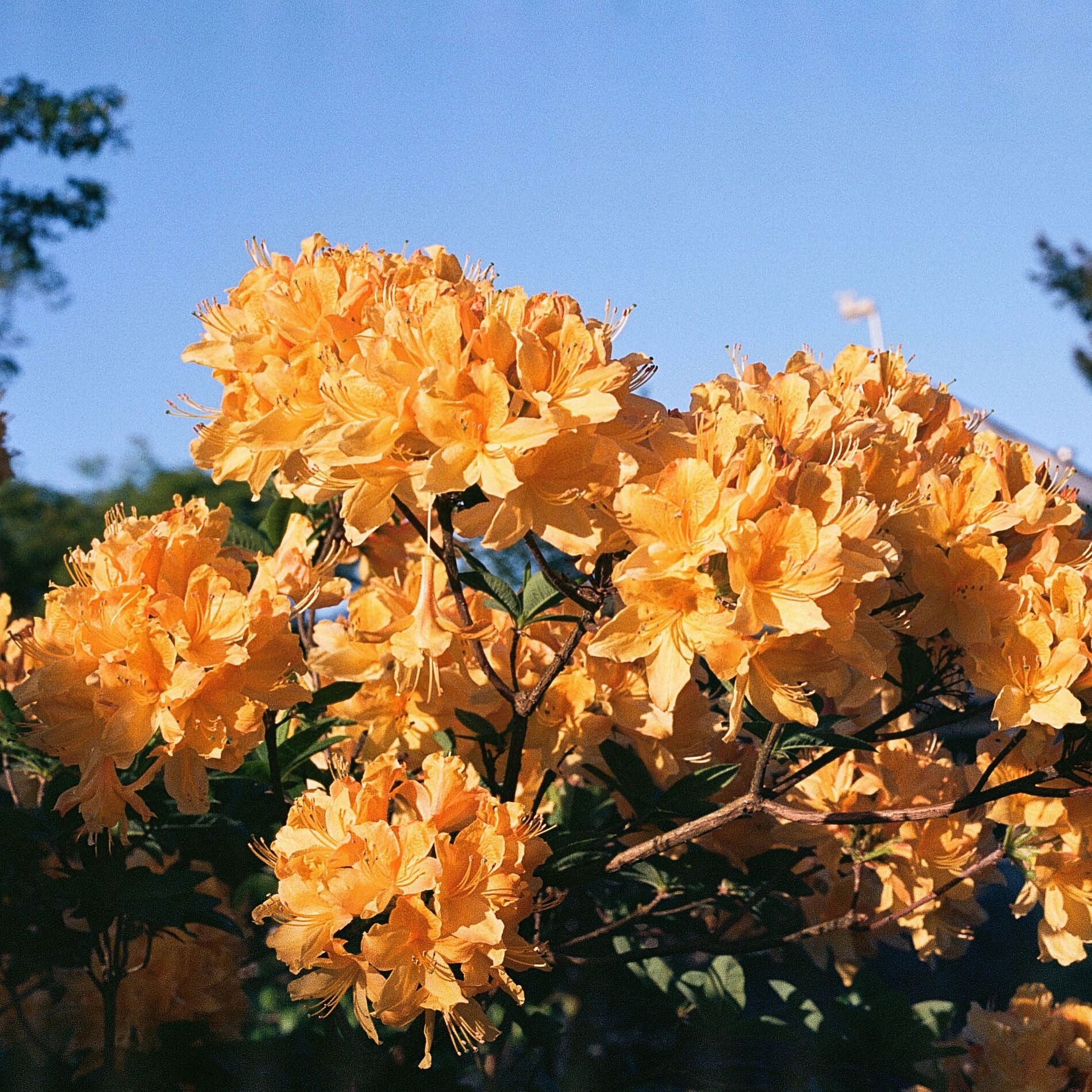 Album cover of Bloom