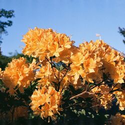Cover of Bloom