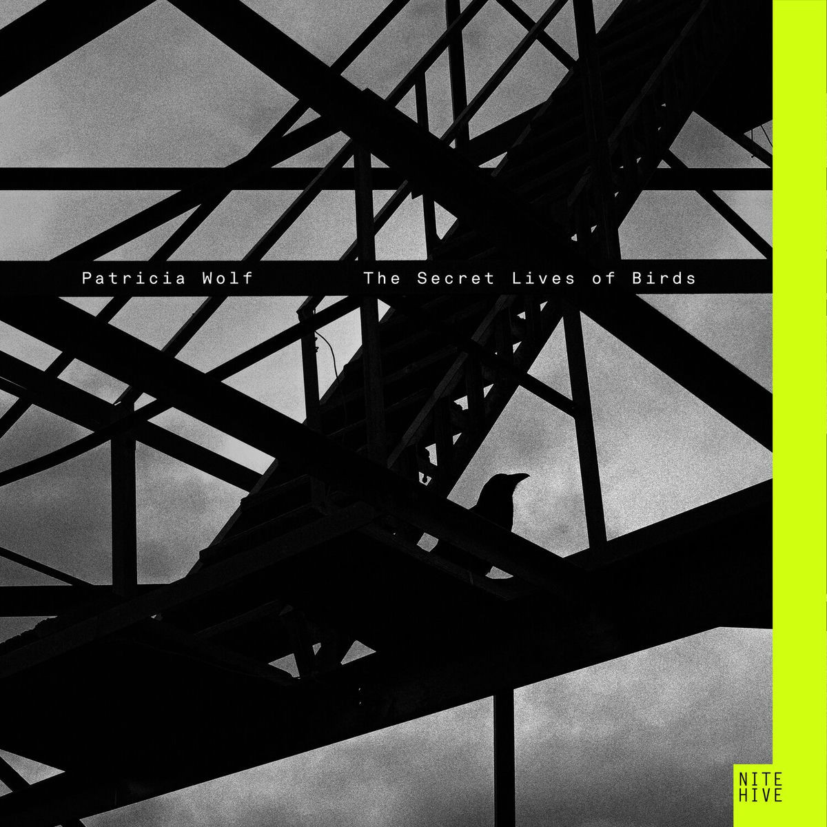 Album cover of The Secret Lives Of Birds