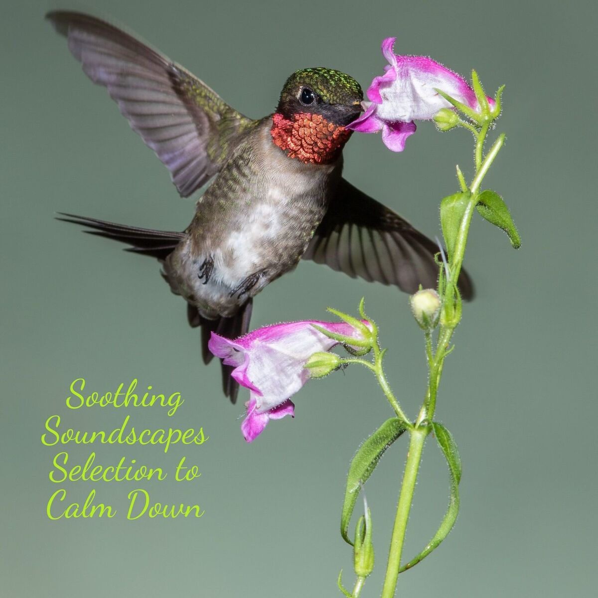 Album cover of Soothing Soundscapes Selection to Calm Down
