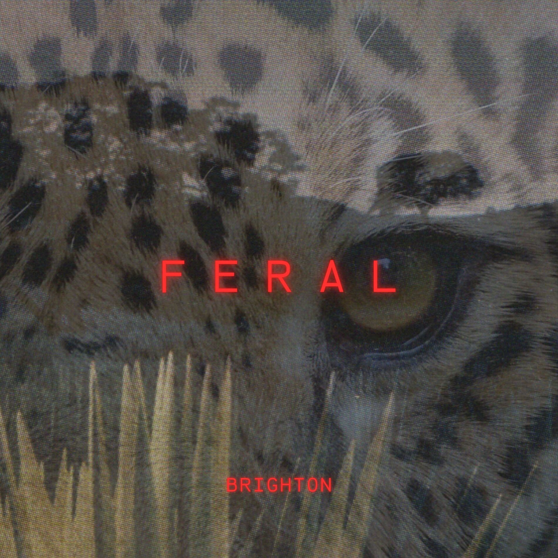 Album cover of Feral