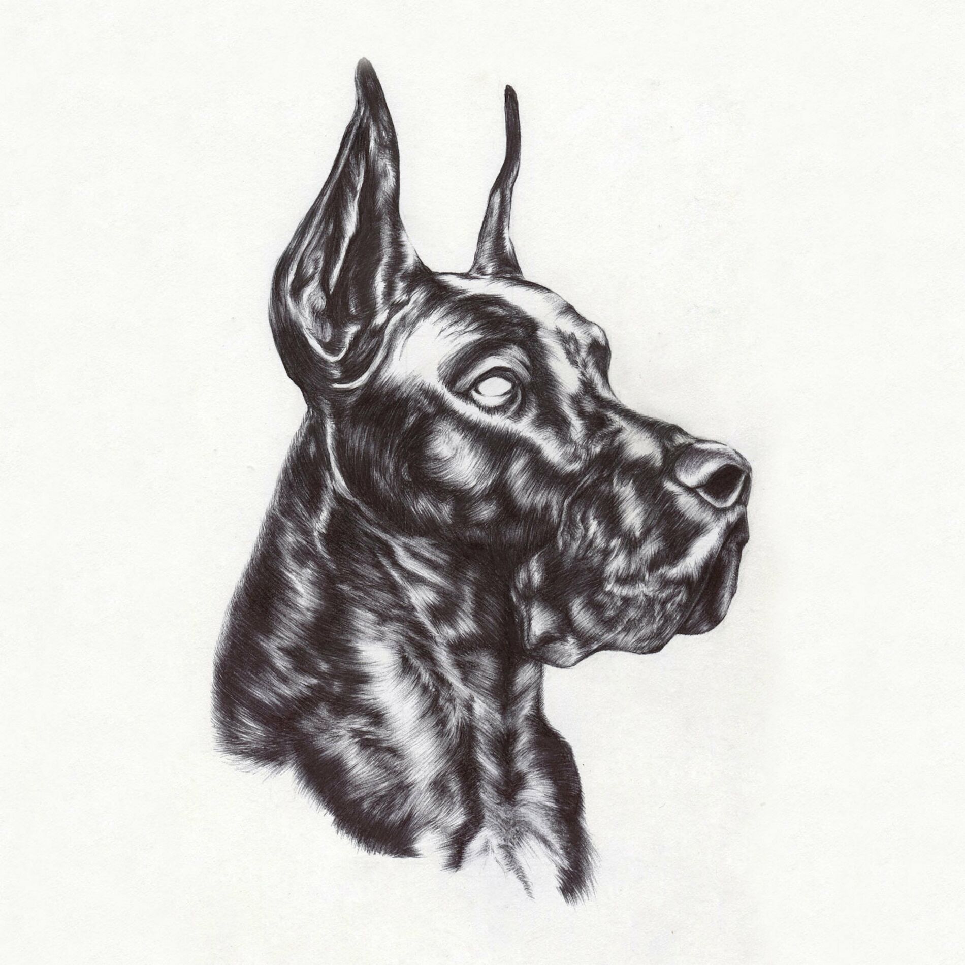 Album cover of Alpha Dog