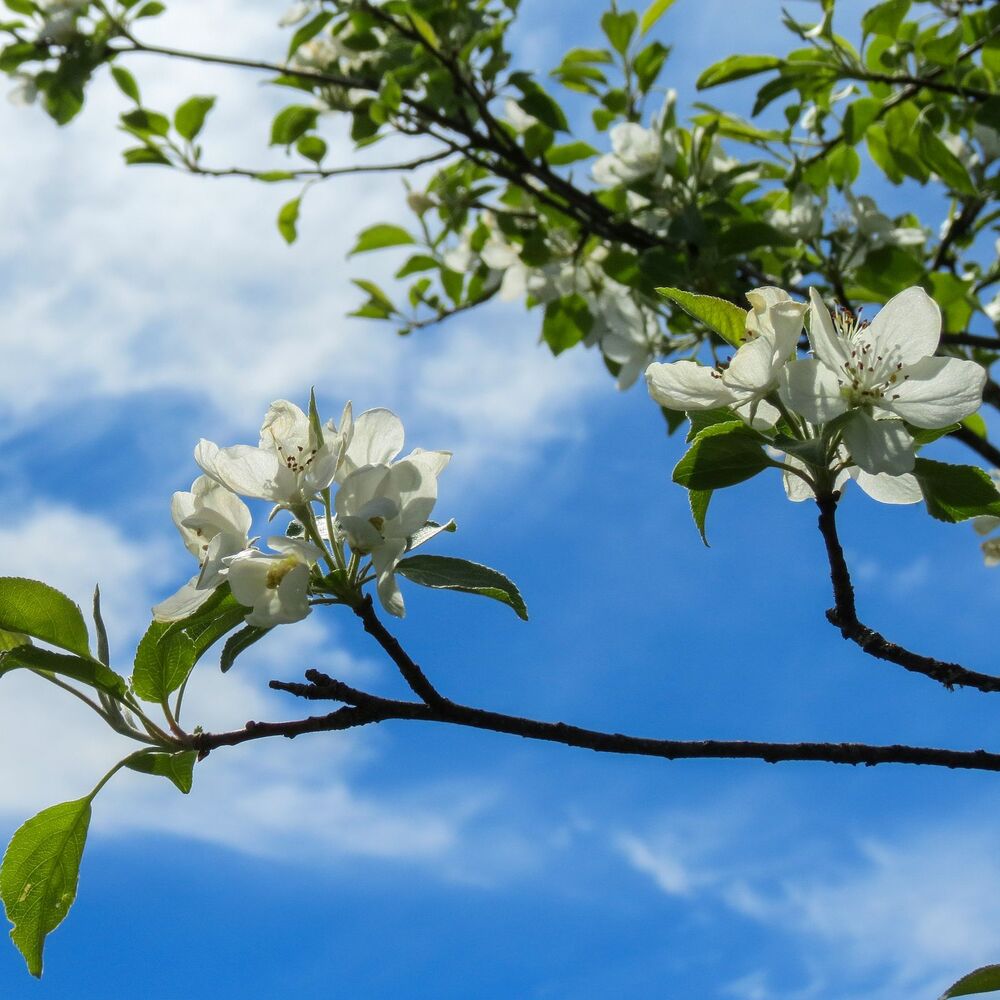 Picture of Apple Blossoms