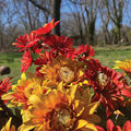 flowers in bloom