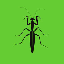Cover of Praying Mantis EP