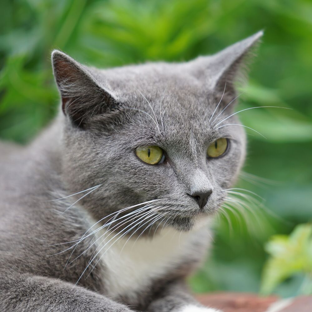 Picture of Chill Whiskers: Relaxing Melodies for Peaceful Cats