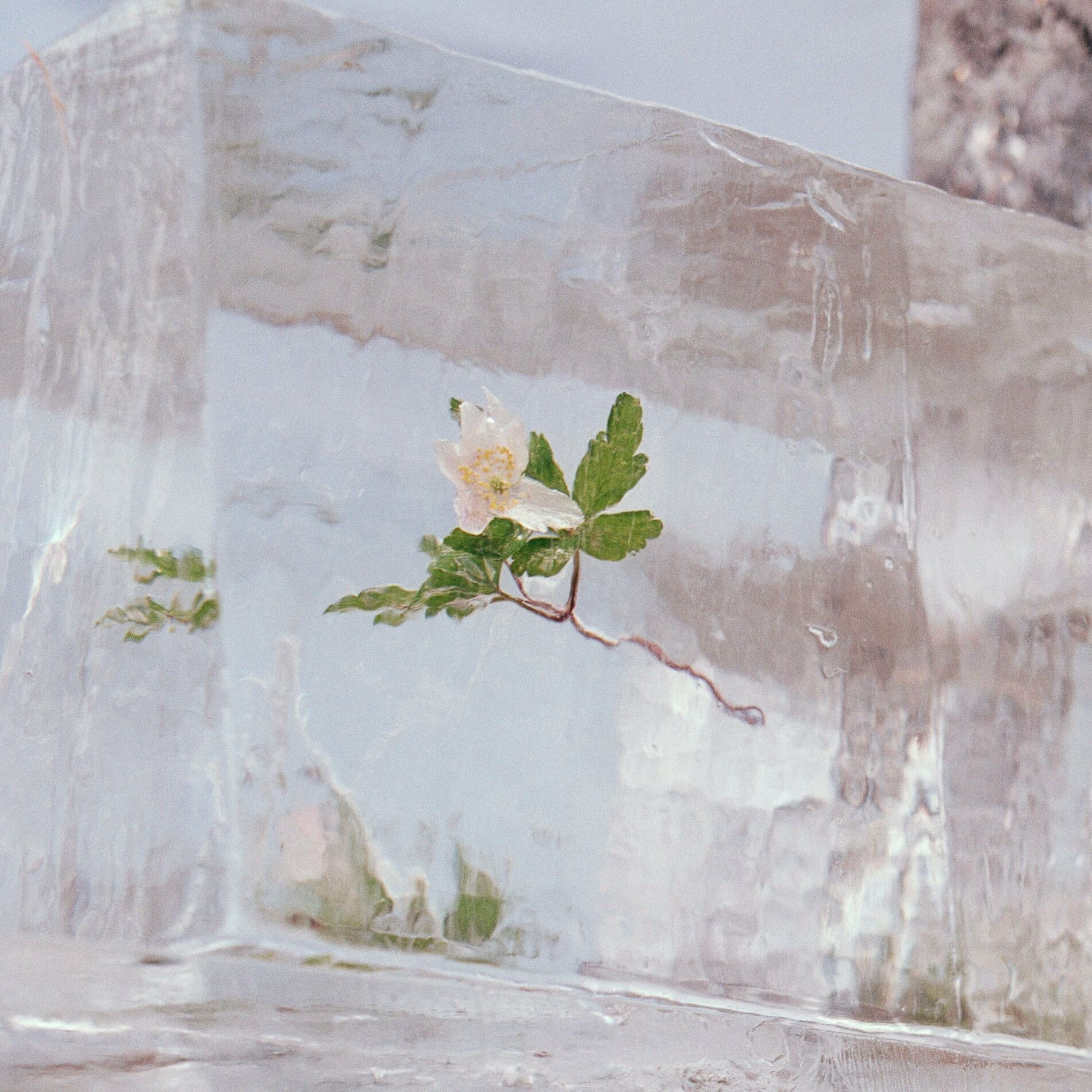Album cover of Windflowers