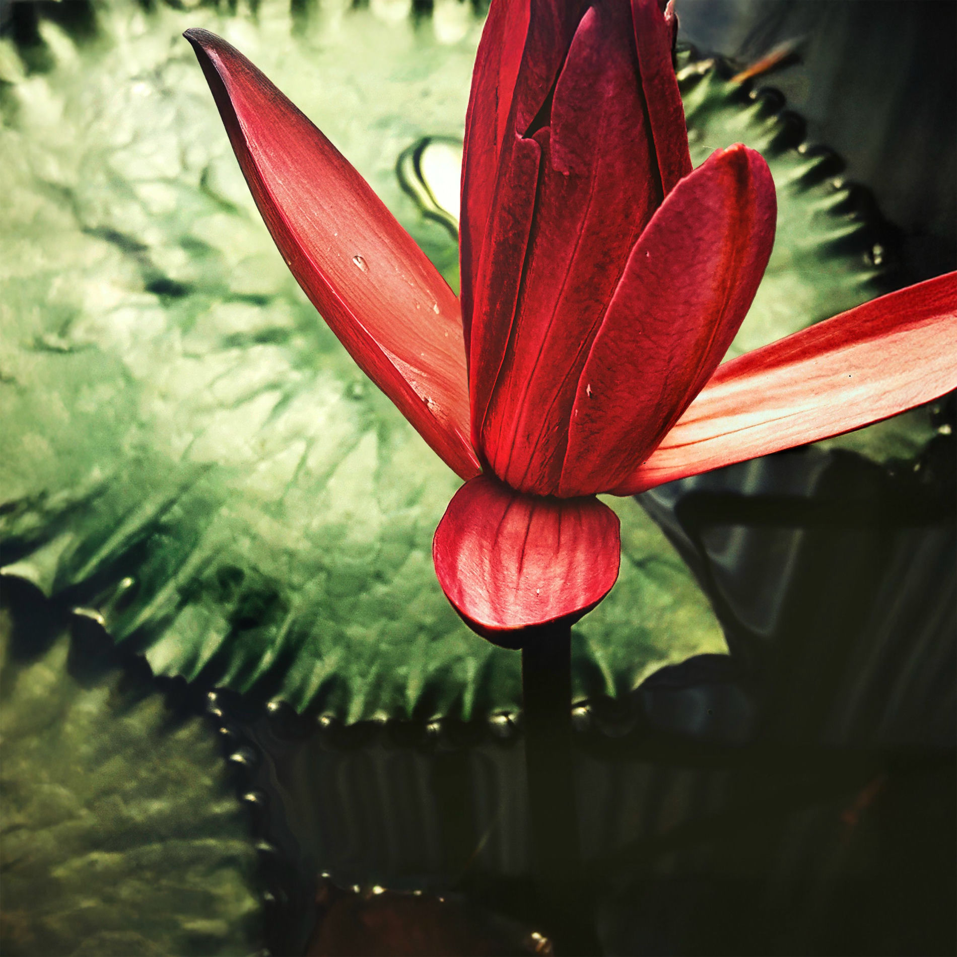 Album cover of Forêt Murmurante