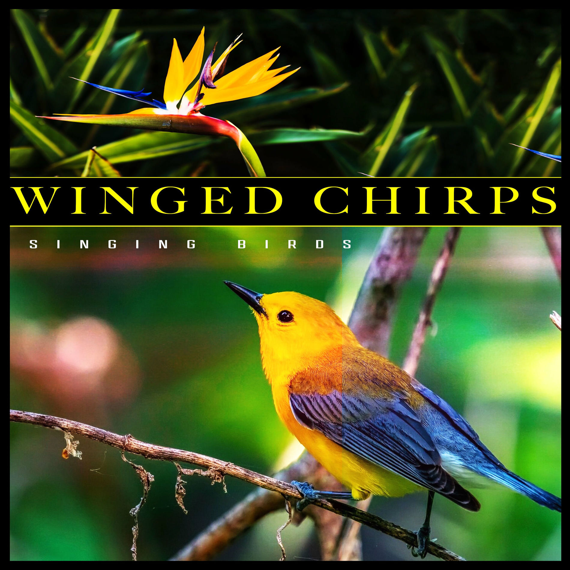 【中古】 Singing Birds Nature’sRelaxingSounds UnisonSeries Morning Birds Singing | Forest Birdsong Nature Sounds | Bird