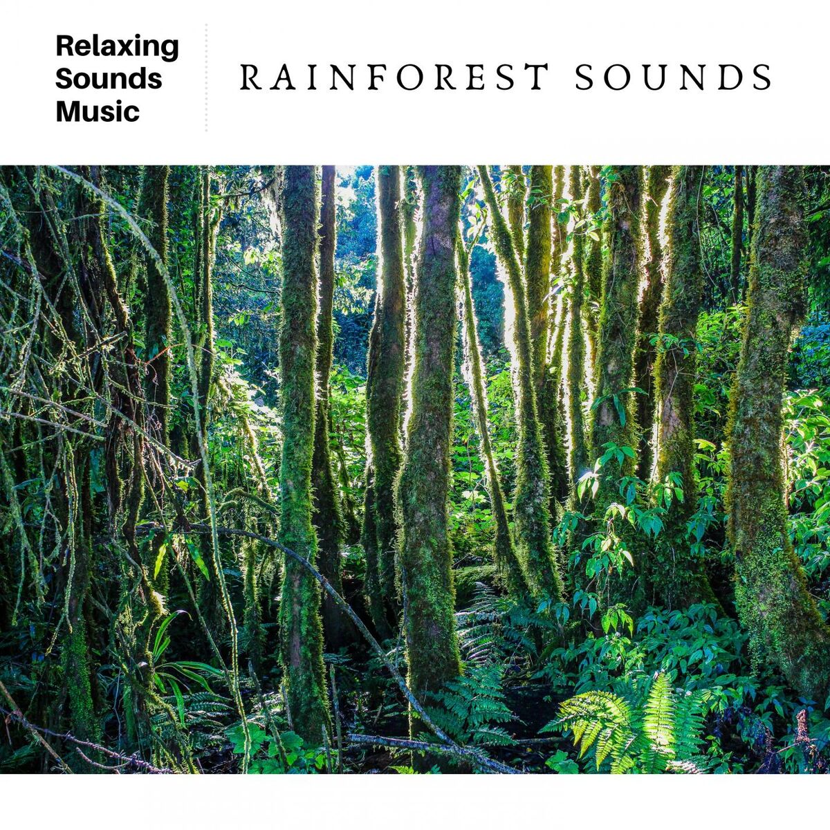 Album cover of Jungle & Rainforest Sounds