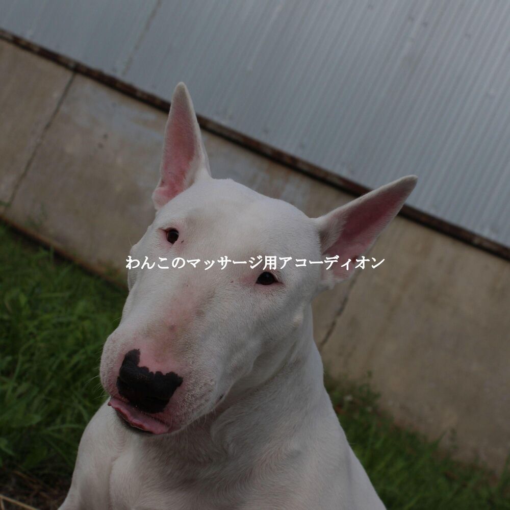 Picture of わんこのマッサージ用アコーディオン