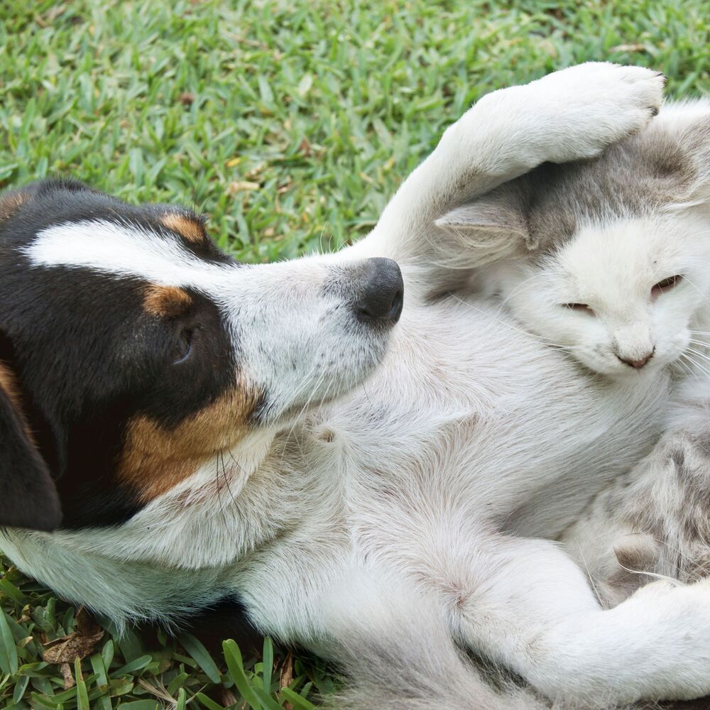 Picture of Nature's Pawfect Chill: Serene Sounds for Pets