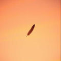 Pluma negra