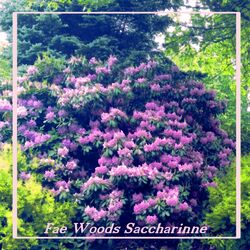 Cover of Fae Woods