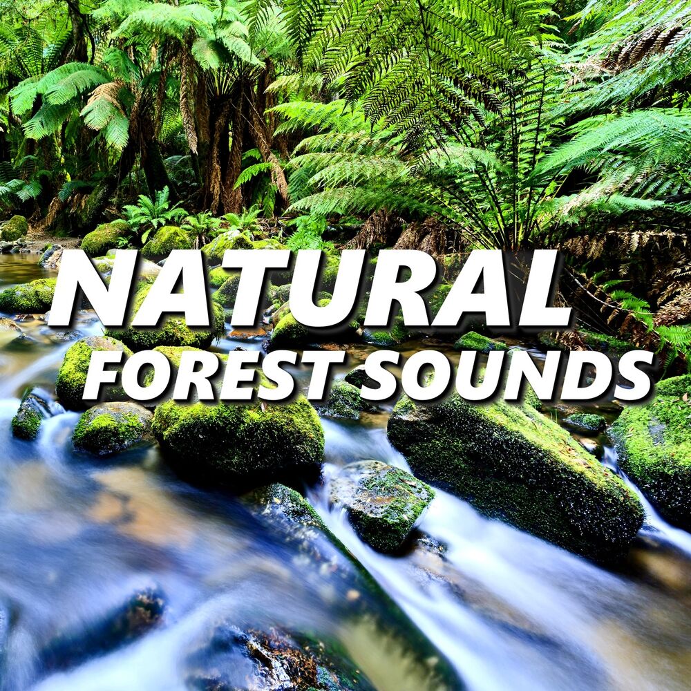 Picture of Natural Forest Sounds