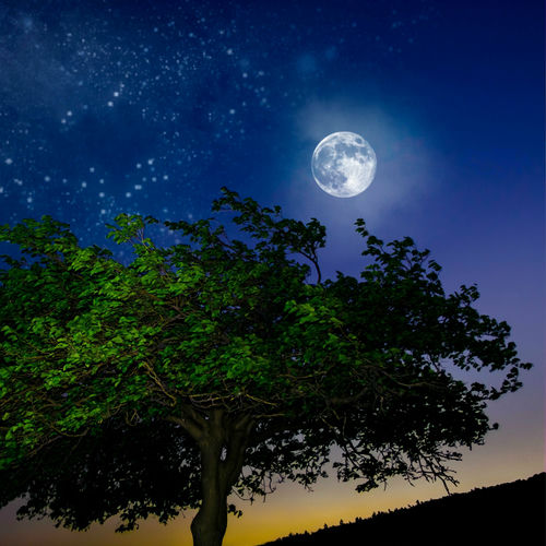 Feathers in the Wind