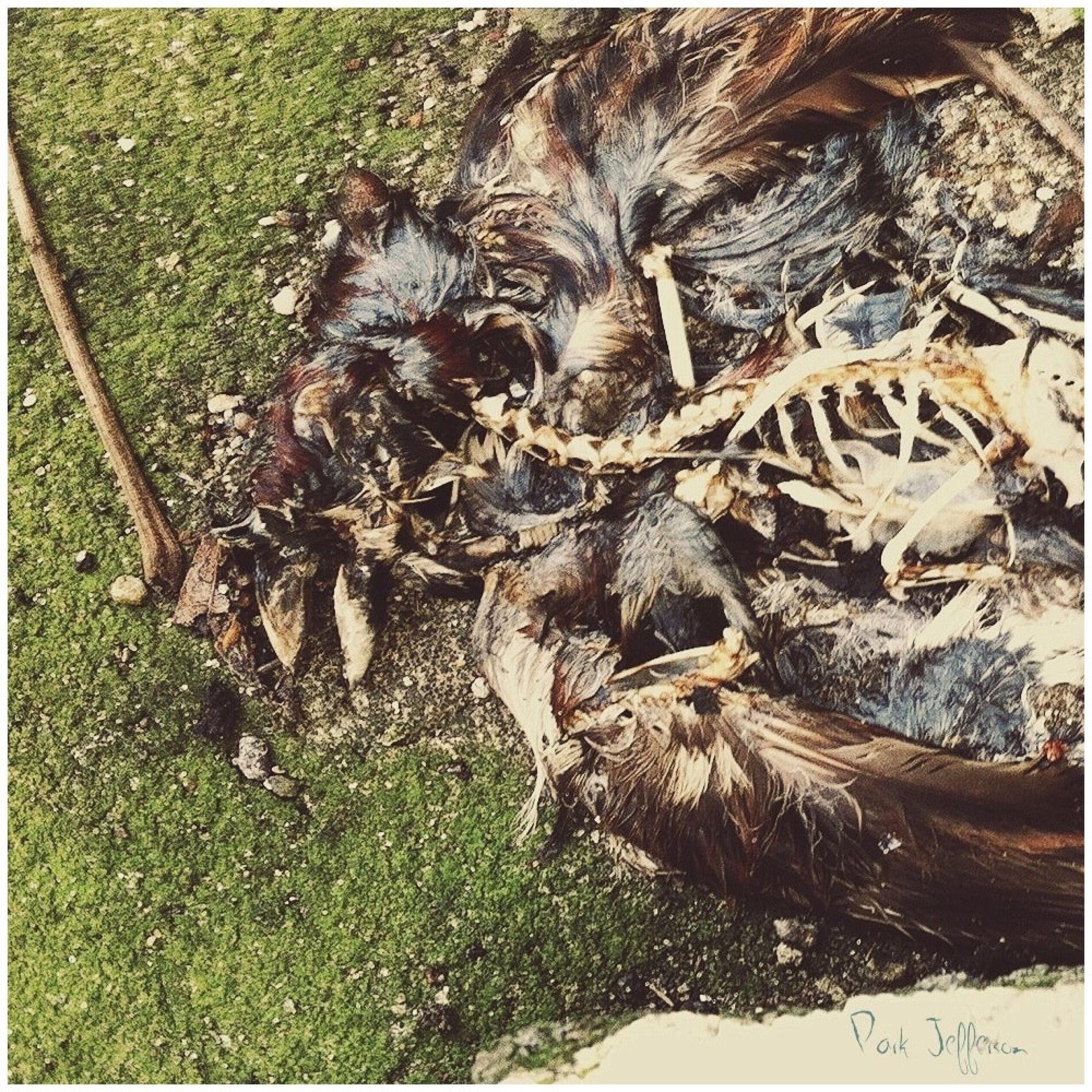 Album cover of Park Jefferson